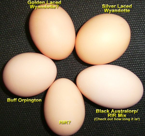 Fertilized Chicken Egg. the black hen's egg is.